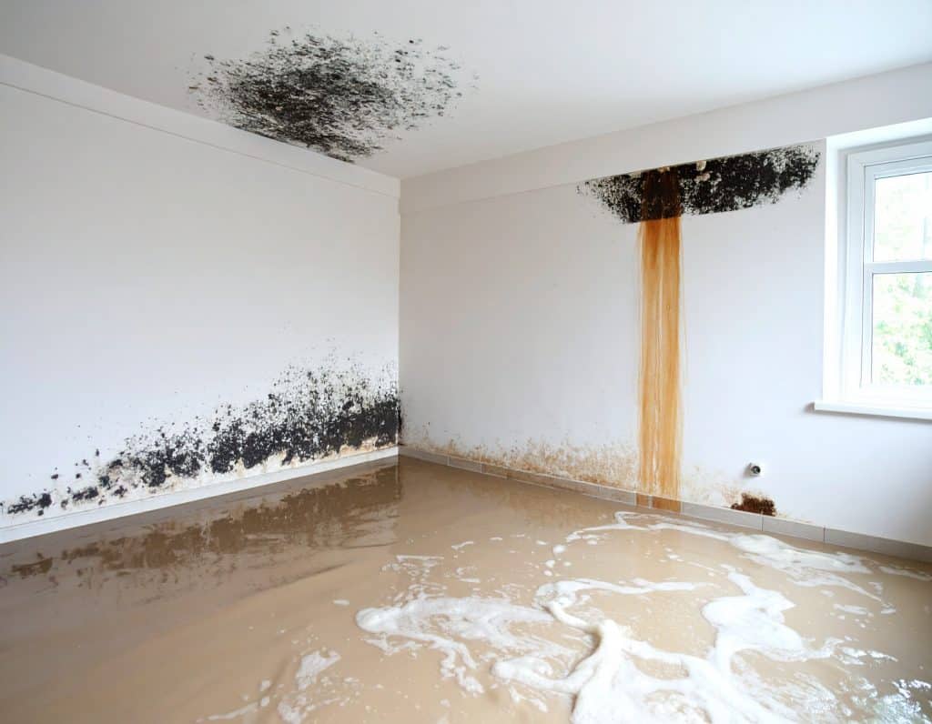 Firefly Constant dampness mold and extensive black spots 651408